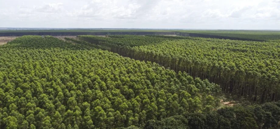 Suzano oferece vagas em Três Lagoas, Ribas e Bataguassu Suzano oferece vagas em Três Lagoas, Ribas e Bataguassu