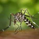 Três Lagoas confirma 87 casos de dengue, 25 de chikungunya e um de zika