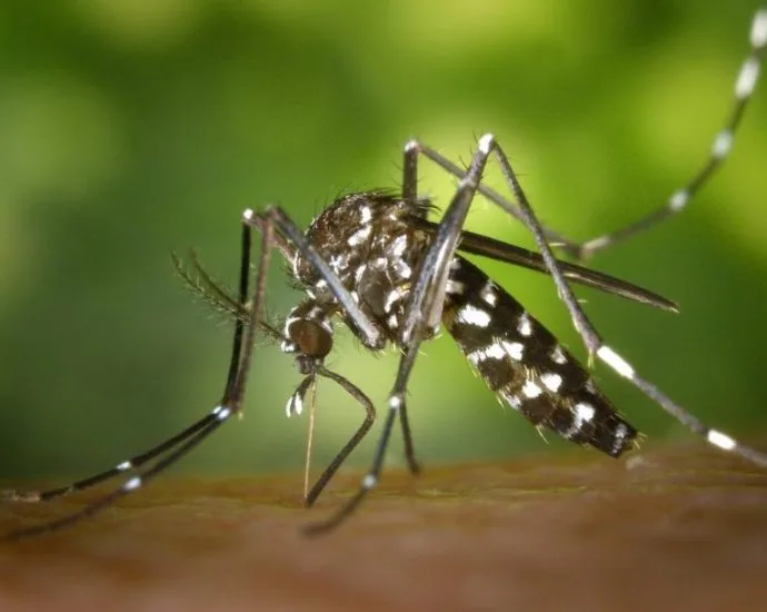 Três Lagoas confirma 87 casos de dengue, 25 de chikungunya e um de zika