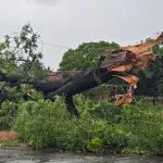 Chuva e ventania em Três Lagoas derrubam árvores e estrutura