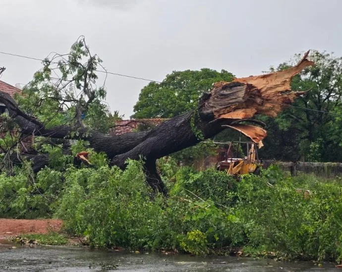 Chuva e ventania em Três Lagoas derrubam árvores e estrutura