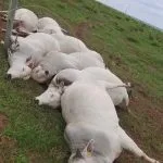 Rompimento de fio energizado mata sete touros em fazenda de MS