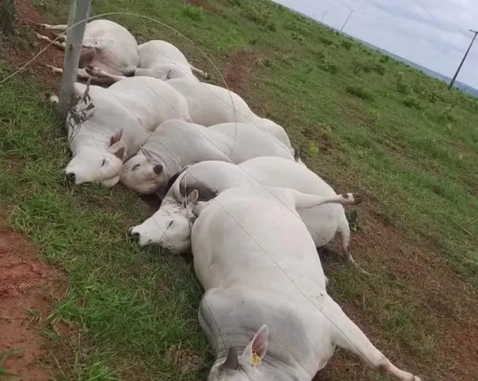 Rompimento de fio energizado mata sete touros em fazenda de MS Rompimento de fio energizado mata sete touros em fazenda de MS
