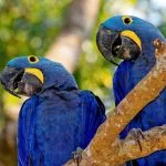 Mato Grosso do Sul celebra 49 anos com destaque para identidade e biodiversidade