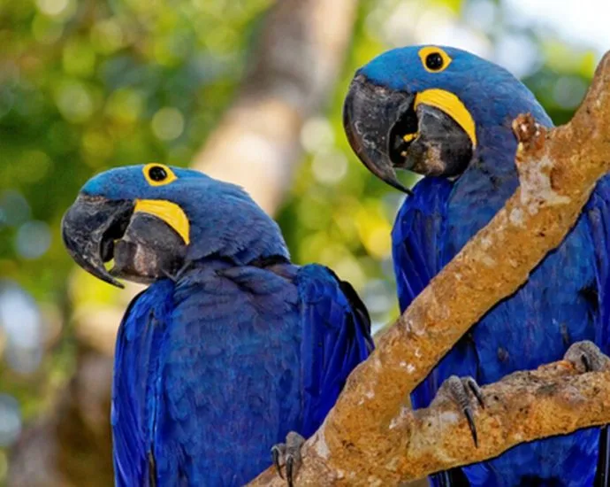Mato Grosso do Sul celebra 49 anos com destaque para identidade e biodiversidade