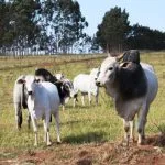 Rebanho bovino de Três Lagoas cai 6,45% e chega a 467 mil cabeças