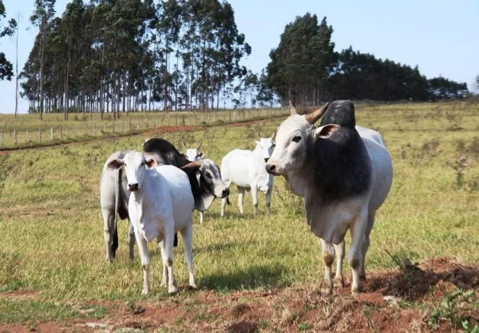 Rebanho bovino de Três Lagoas cai 6,45% e chega a 467 mil cabeças Rebanho bovino de Três Lagoas cai 6,45% e chega a 467 mil cabeças