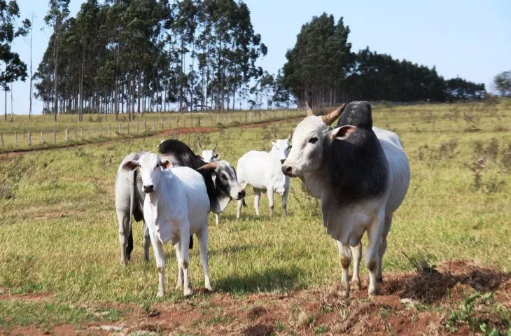 Rebanho bovino de Três Lagoas cai 6,45% e chega a 467 mil cabeças