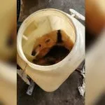 Tamanduá-mirim é resgatado em supermercado de Birigui