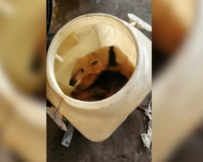Tamanduá-mirim é resgatado em supermercado de Birigui