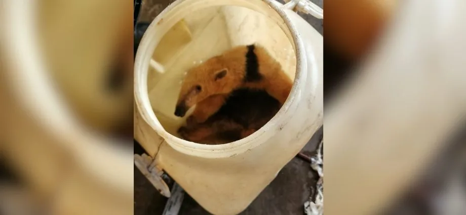 Tamanduá-mirim é resgatado em supermercado de Birigui