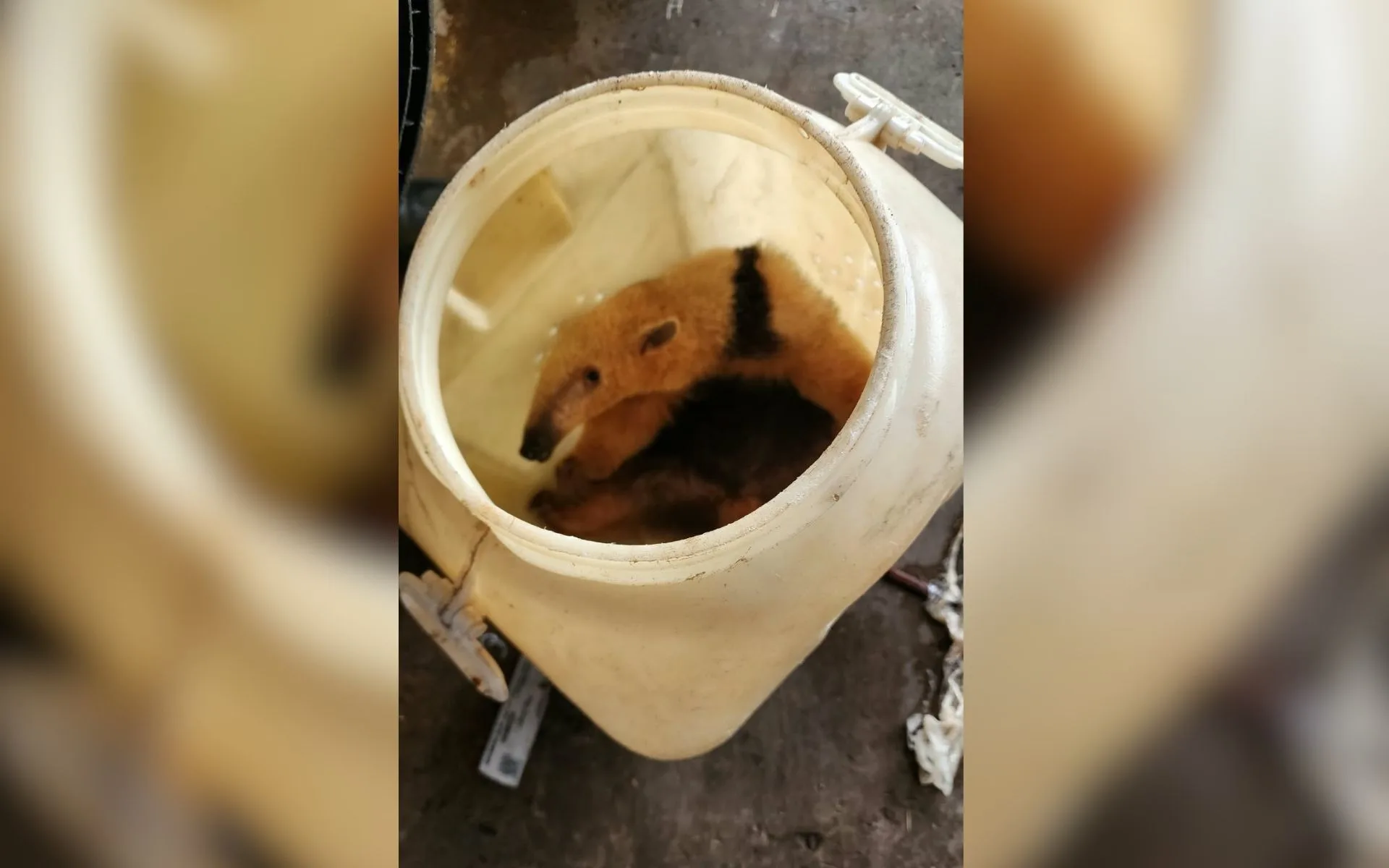 Tamanduá-mirim é resgatado em supermercado de Birigui