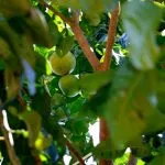 Preço do limão sobe até 226,4% na entressafra